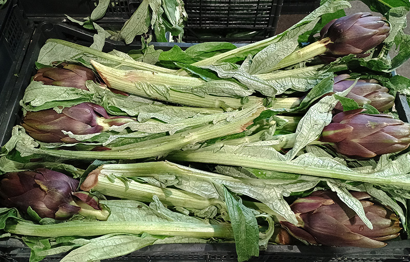 Carciofo Tema - 0,70/1,00 euro al chilogrammo